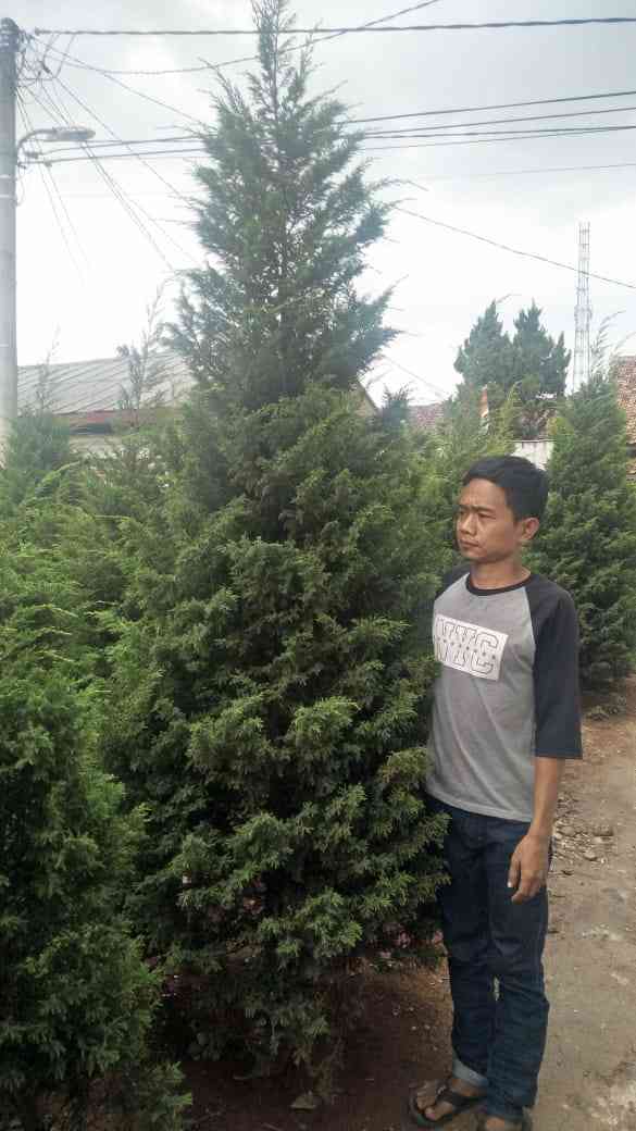 Jual pohon cemara afrika 081292127731