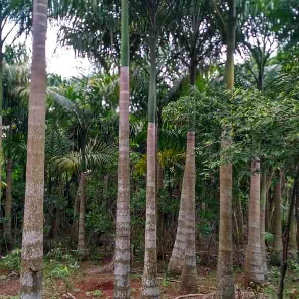 pohon palem raja 081292127731