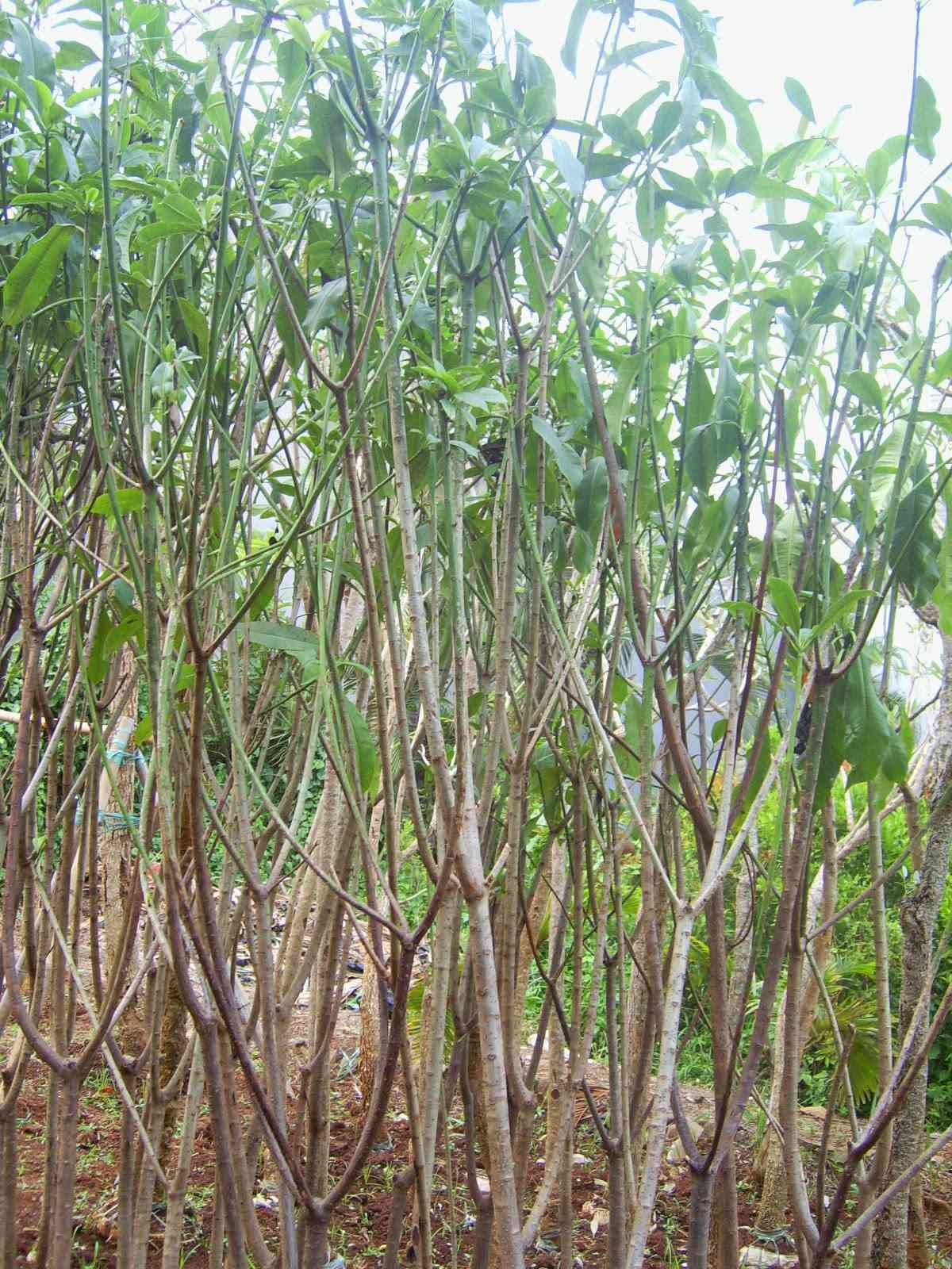 Jual pohon bintaro murah 081292127731