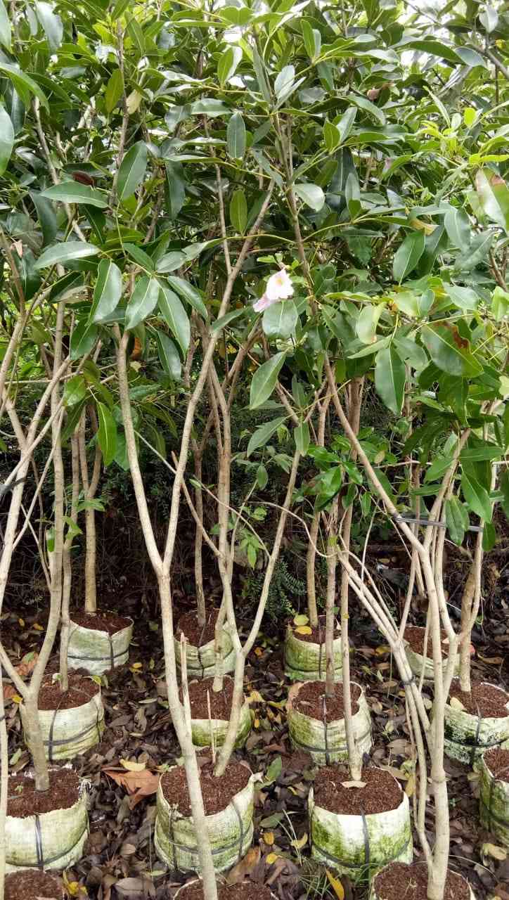 Jual pohon bungur 081292127731