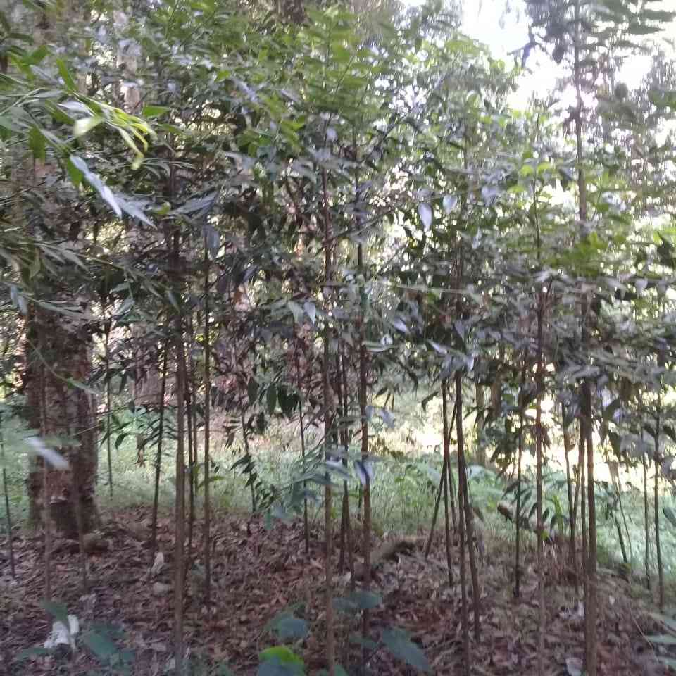 Jual damar 081292127731