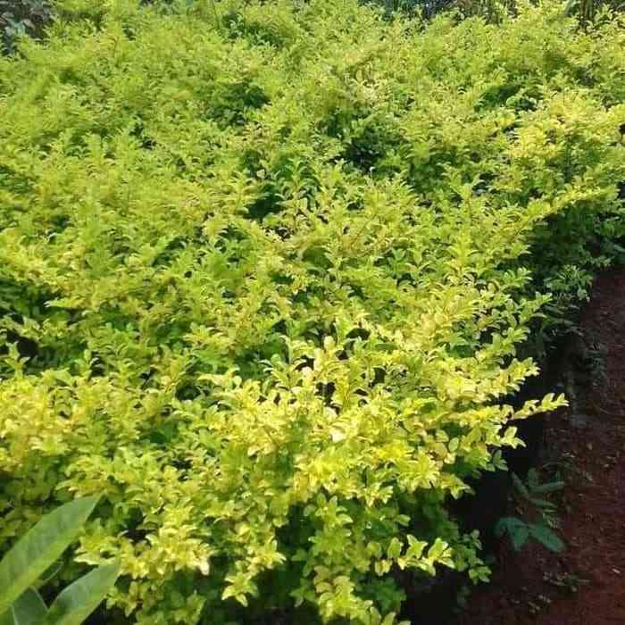 pohon ararea 081292127731