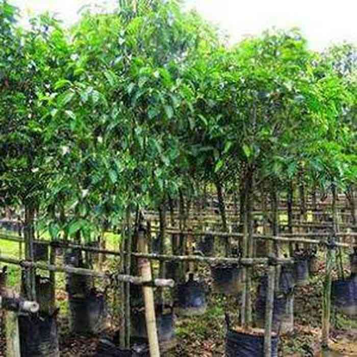 Jual pohon tanjung 081292127731
