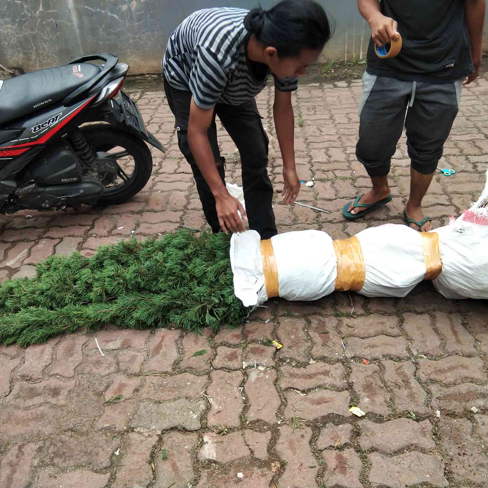 Jual cemara tretes 081292127731