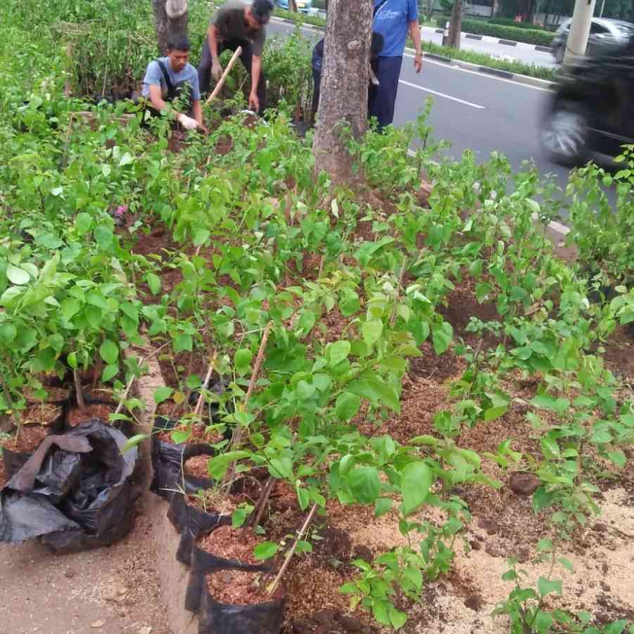 Jual bougenville 081292127731