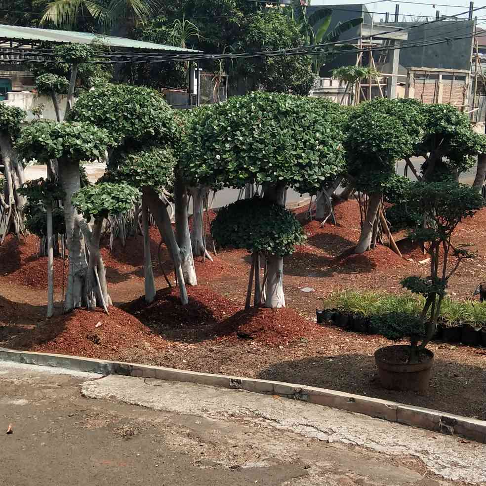 Jual pohon beringin korea 081292127731