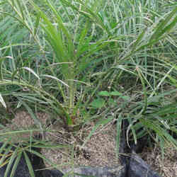 Jual pohon palem phoenix.palem pinis 081292127731
