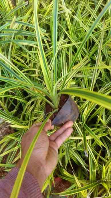 Jual pohon pandan laut 081292127731
