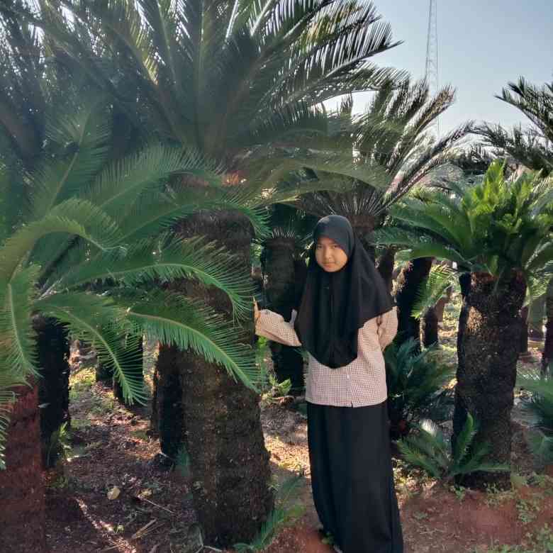 Jual sikas dll 081292127731