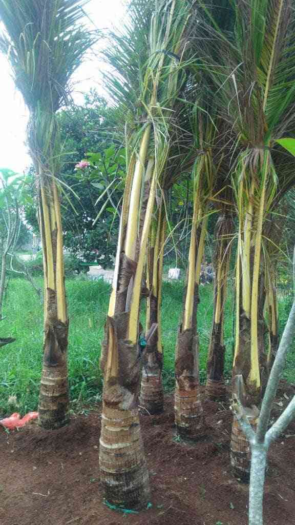Jual pohon kelapa kuning 081292127731.