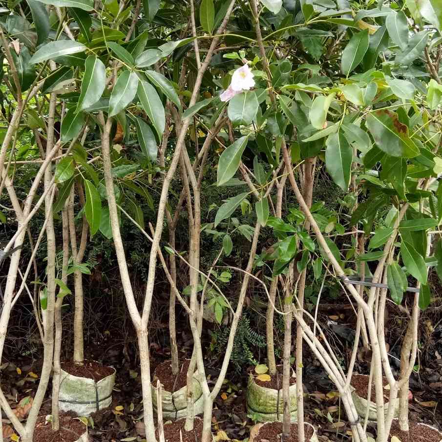 Jual tabebuya dll 081292127731