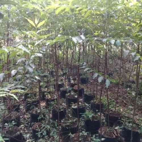 Jual pohon damar 081292127731