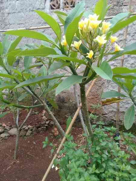 Jual pohon kamboja bali murah 081292127731