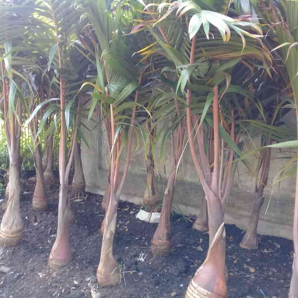Jual pohon palem botol 081292127731