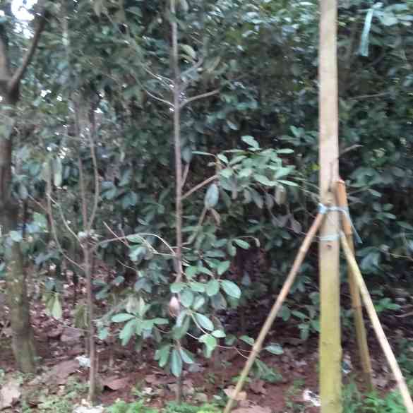 Jual pohon sawo kecik 081292127731