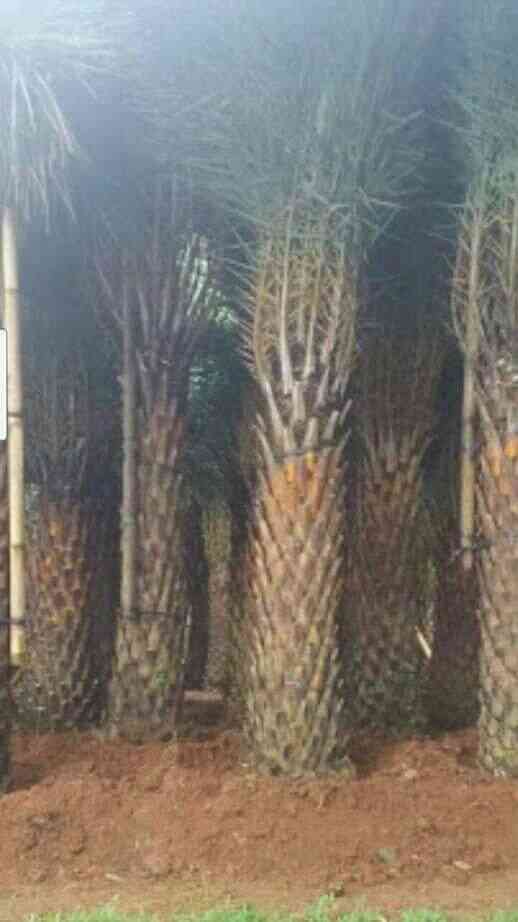 Jual pohon palem kenari 081292127731