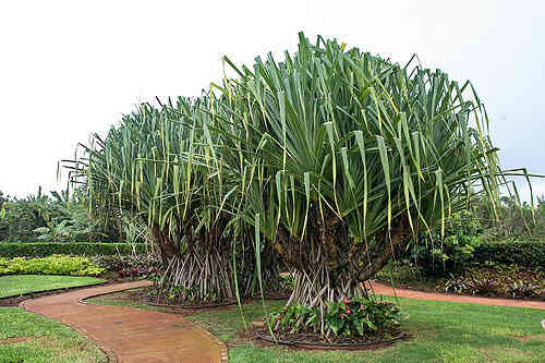 Jual pohon pandan spiral.081292127731