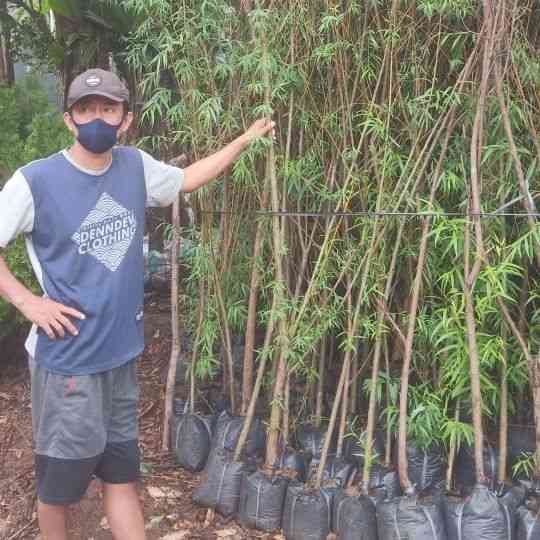 pohon liang liu janda merana 081292127731