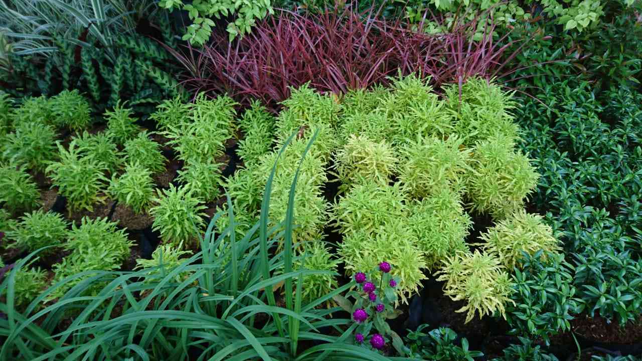 Jual pohon ararea.dll 081292127731