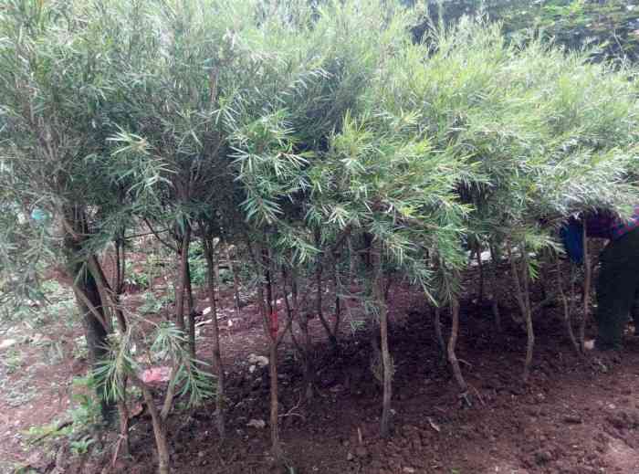 Jual pohon palem jepang 081292127731