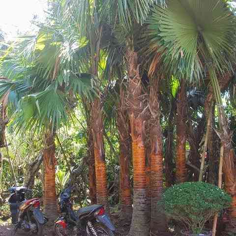 Jual pohon palem sadeng 081292127731