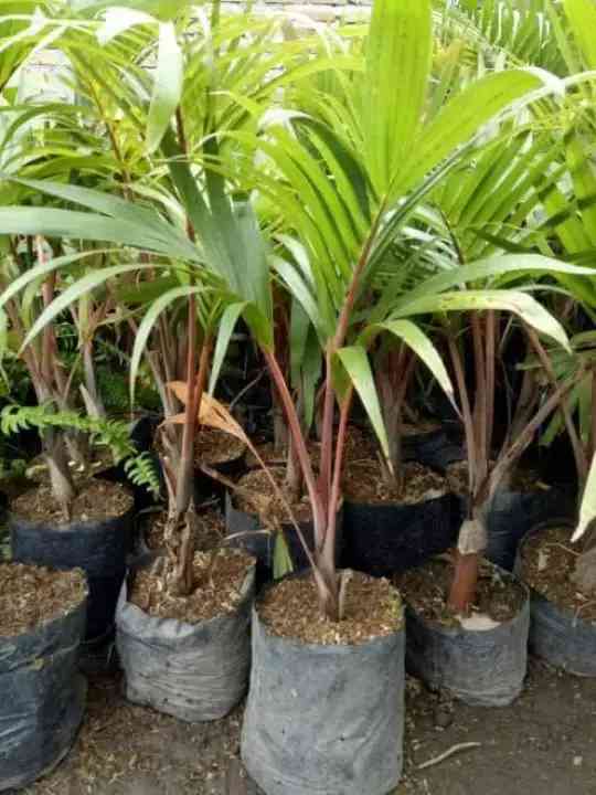Jual pohon bibit palem botol 081292127731