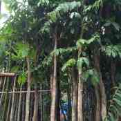 Jual pohon mahoni 081292127731