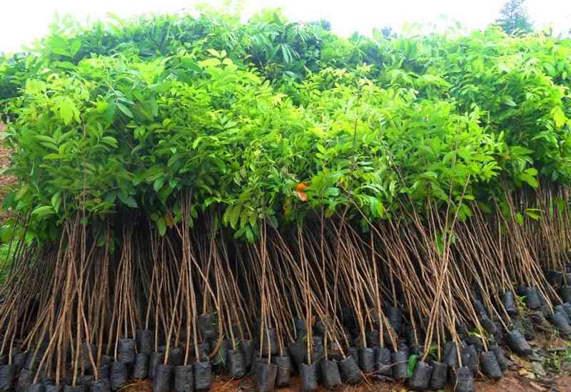 jual Pohon sosis.kigelia 081292127731