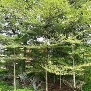 Jual pohon ketapang kencana 081292127731