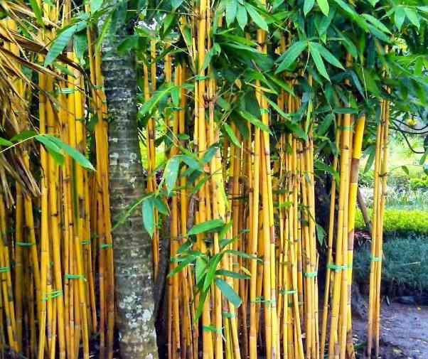 Jual pohon bambu jepang.081292127731