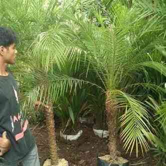 Jual palem phoenix 081292127731