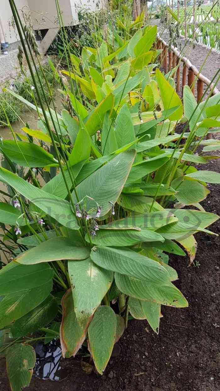 Jual pohon ketapang laut 081292127731