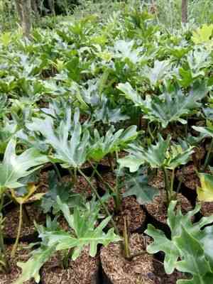 Jual pohon philodendron 081292127731