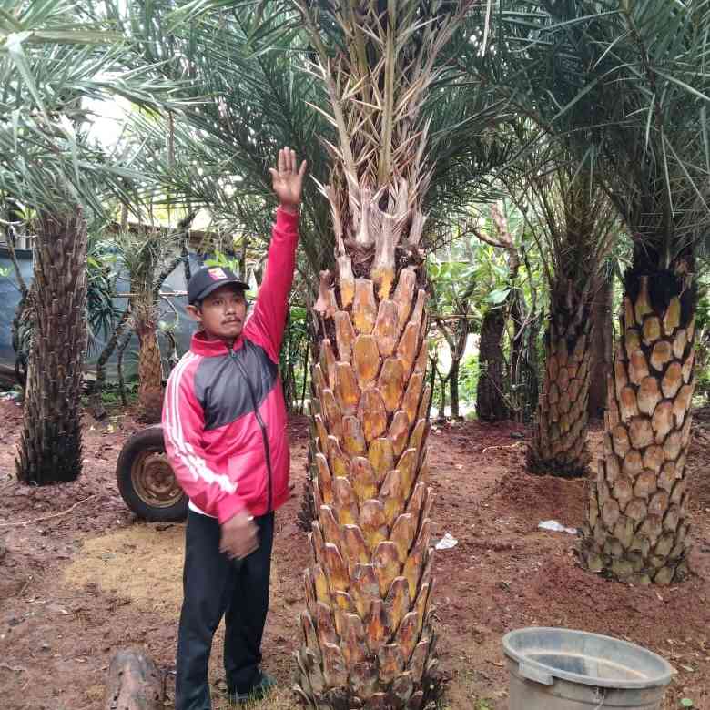 Jual pohon palem kenari 081292127731