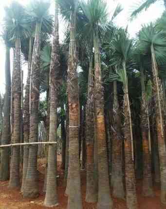Jual Pohon Palem Sadeng 081292127731