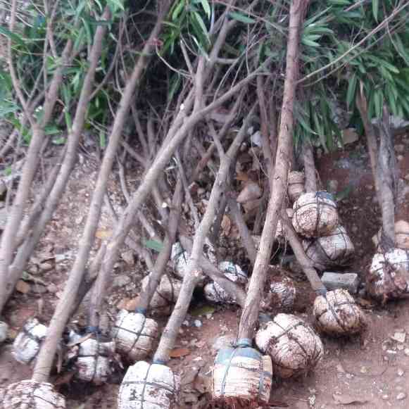 Jual pohon beringin keraton 081292127731