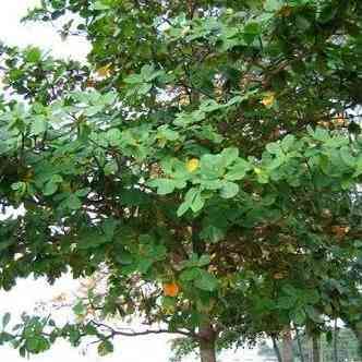 Jual ketapang tingkat dll 081292127731