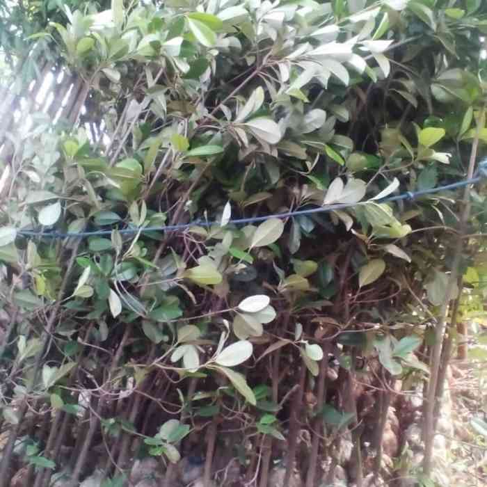 Jual sawo kecik 081292127731