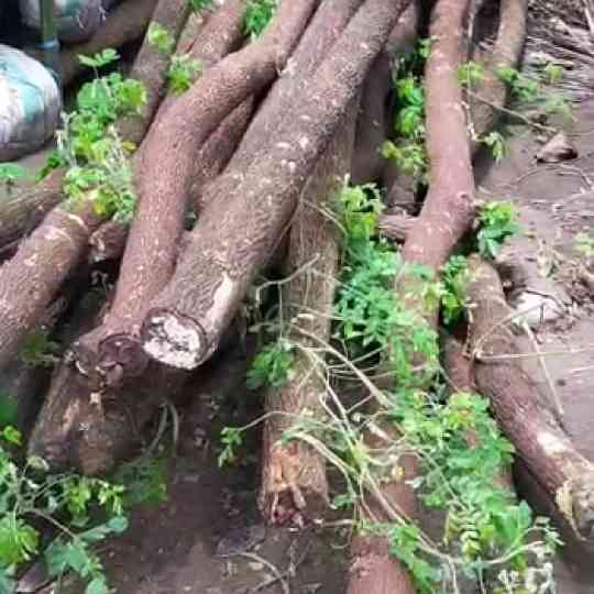 Jual trembesi.ki hujan 081292127731