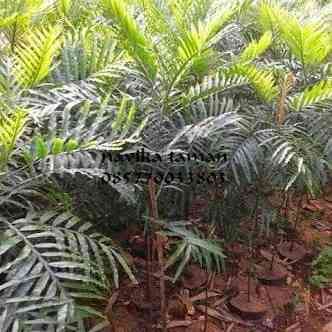 Jual pohon kiara payung 081292127731
