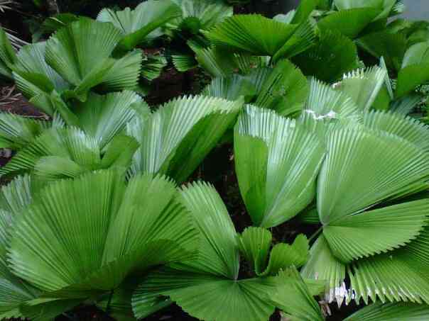 Jual pohon palem kipas.081292127731