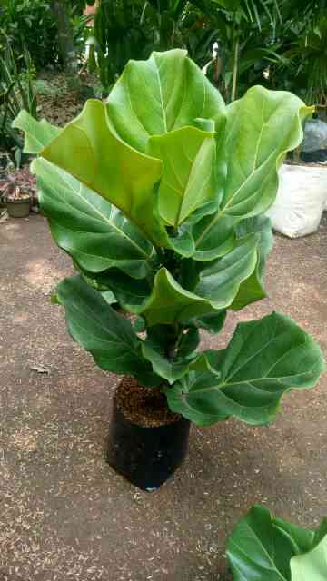 Jual pohon biila cantik 081292127731