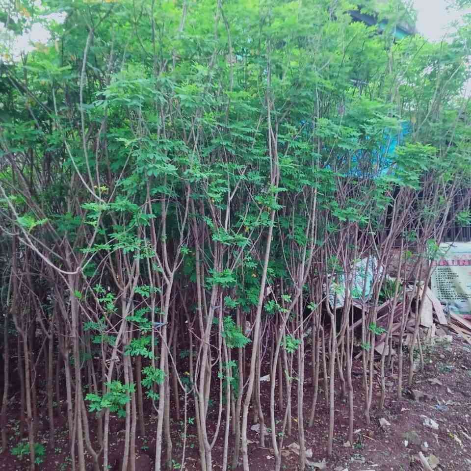 Jual pohon akasia golden 081292127731