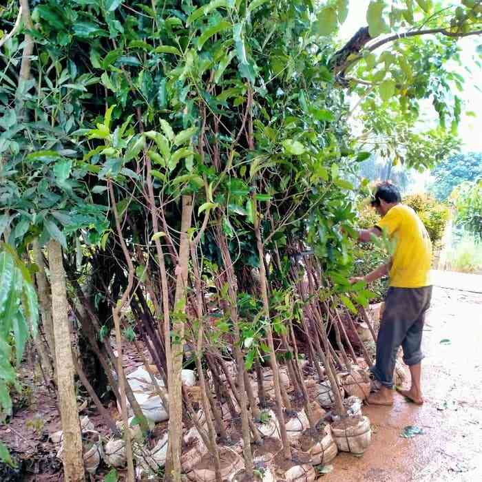 Jual pohon tanjung 081292127731