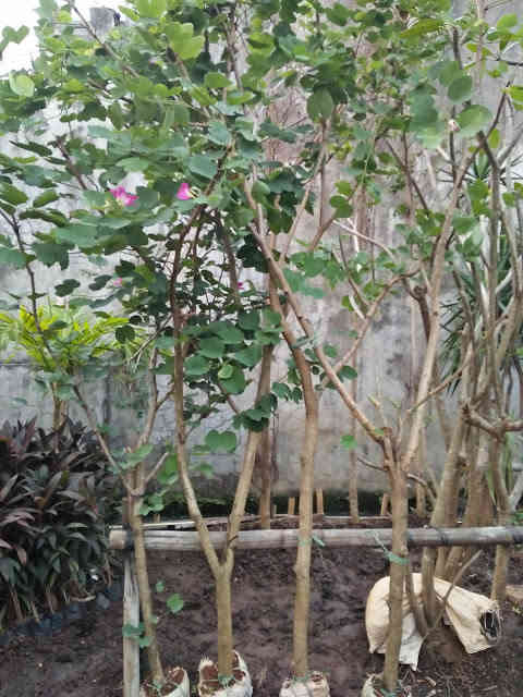 Jual pohon Bunga kupu kupu 081292127731