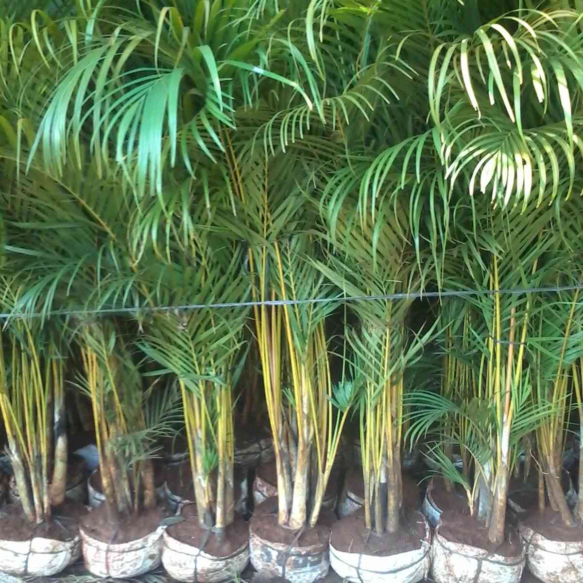 Jual palem kuning dll 081292127731