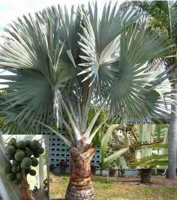 Jual pohon palem bismakia 081292127731