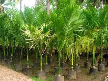 Jual pohon pinang sirih/pinang rengde 081292127731