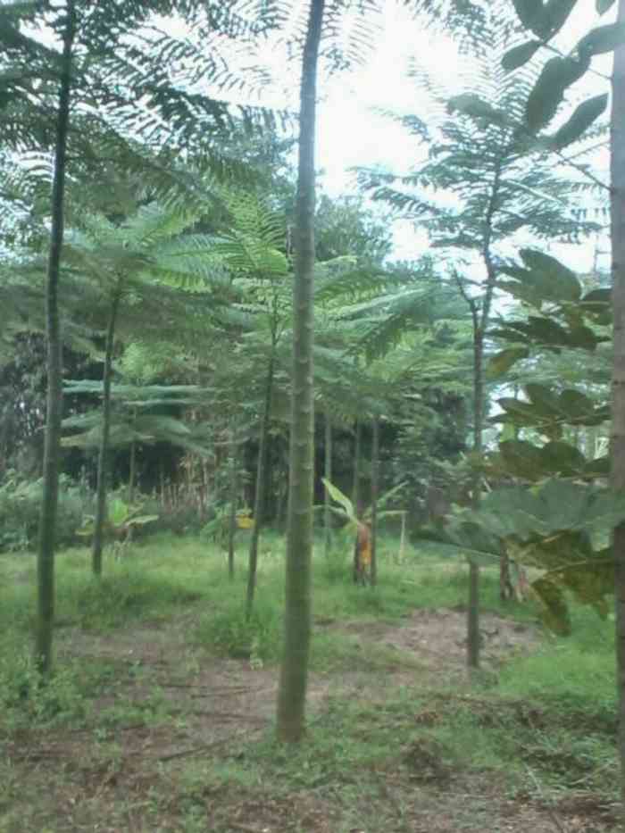 Jual pohon solobium 081292127731.