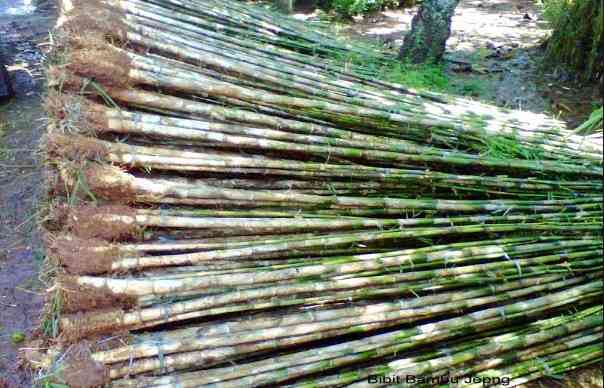 Jual pohon bambu jepang murah 081292127731